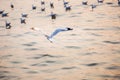 Seagull, the birds migrate from Siberia to Bangpu Samutprakhan Thailand, are feeded by traveler during sunset. fly over the sea an Royalty Free Stock Photo