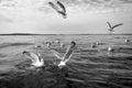 Seagull birds in monochrome