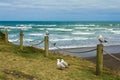 Seagull Birds at Muriwai Beach Auckland New Zealand Royalty Free Stock Photo