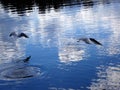 Seagull birds over a beautiful mirror surface of a lake Royalty Free Stock Photo