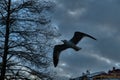 Seagull. Birds. Sea gull at sunset. Artistic, clouds.