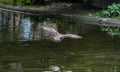 Seagull. Birds. Seagull birds flying in the sky over the pond