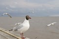 Seagull black head in bangpoo thailand Royalty Free Stock Photo