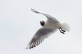 Seagull with black head On The gray Background