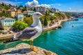 Seagull on the Black Sea in Yevpatoriya, Crimea Royalty Free Stock Photo