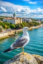 Seagull on the Black Sea in Yevpatoriya, Crimea Royalty Free Stock Photo