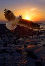 Seagull On Black Stone Beach