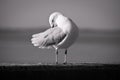 Seagull in black and white