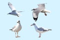 Seagull on a blue background, many styles,with clipping path Royalty Free Stock Photo
