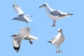 Seagull on a blue background, many styles,with clipping path Royalty Free Stock Photo