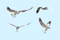 Seagull on a blue background, many styles,with clipping path Royalty Free Stock Photo