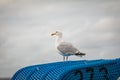 Seagull on a roofed wicker beach chair Royalty Free Stock Photo