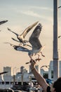 Seagull in the blue sky