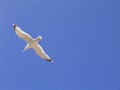 Seagull blue sky