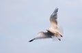 Seagull on blue sky background. Flight of gull. Close-up. Copy space for text. Royalty Free Stock Photo