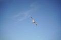 Seagull in blue sky background Royalty Free Stock Photo