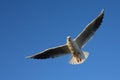 Seagull blue sky wings Royalty Free Stock Photo