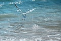 A seagull and the blue water of Maine