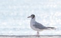 Seagull on blurred sea background with bokeh effect. Black Sea. Sunny Beach, Bulgaria. Summer vacation, travel concept Royalty Free Stock Photo