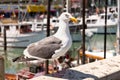 Seagull at Boat Dock Royalty Free Stock Photo