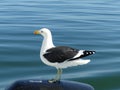 Seagull on the boat, Namibia