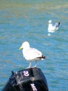 Seagull on the boats engine looming for some fish or chips