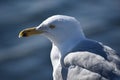 seagull boston castle island southe