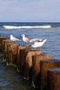 Seagull on breakwater Royalty Free Stock Photo
