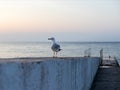 Seagull on the breakwater in the early morning