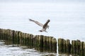 Seagull on the breakwater