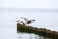 Seagull on the breakwater Royalty Free Stock Photo