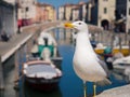 Seagull on a bridge that crosses a canal in Chioggia, Italy.