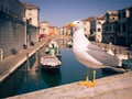 Seagull on a bridge that crosses a canal in Chioggia, Italy.