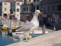 Seagull on a bridge that crosses a canal in Chioggia, Italy.