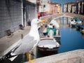 Seagull on a bridge that crosses a canal in Chioggia, Italy.