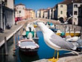 Seagull on a bridge that crosses a canal in Chioggia, Italy.