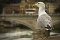 Seagull on the bridge of Tiber river in Rome Royalty Free Stock Photo