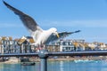 Seagull in a British seaside town setting