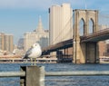 Seagull with Brooklyn Bridge and Lower Manhattan. Royalty Free Stock Photo