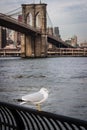 Seagull at Brooklyn Bridge Park Royalty Free Stock Photo