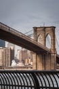 Seagull at Brooklyn Bridge Park Royalty Free Stock Photo