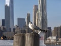 Seagull in Brooklyn Bridge Park Royalty Free Stock Photo