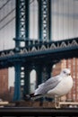 Seagull at Brooklyn Bridge Park Royalty Free Stock Photo