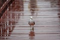 Seagull on a brown-painted, wet wooden footbridge Royalty Free Stock Photo