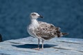 Seagull with brown and white feathers perched on old wooden bpat with blue paint. Royalty Free Stock Photo