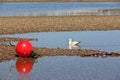gull and buoy on the River Teign at low tide Royalty Free Stock Photo