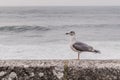 Seagull in Cabo Silleiro, Baiona