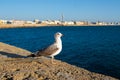 Seagull in Cadiz