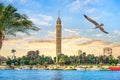 Seagull and Cairo TV Tower Royalty Free Stock Photo