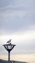 Seagull calling on top of the lamp post. Dunedin. Vertical format